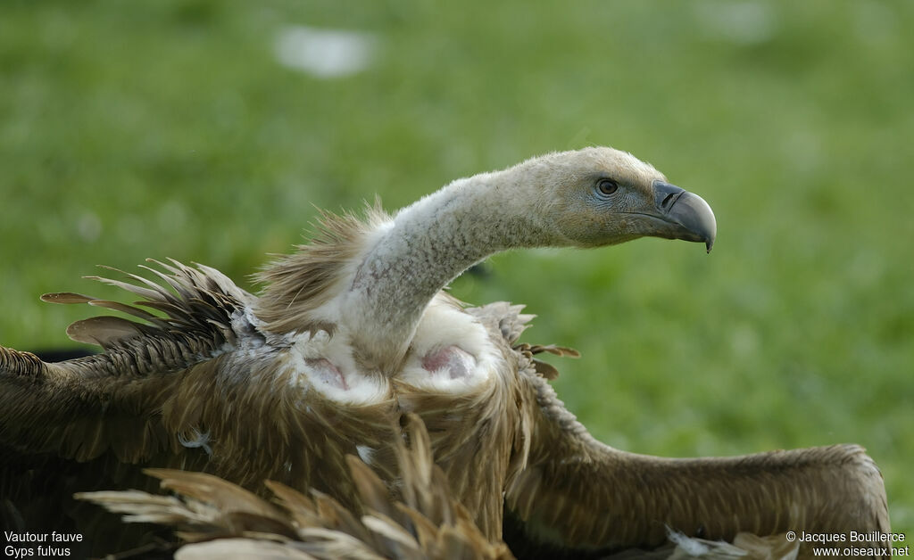 Griffon Vulture