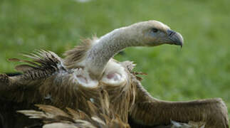 Griffon Vulture