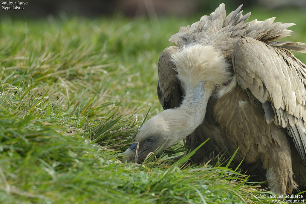 Griffon Vulture