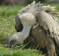 Griffon Vulture