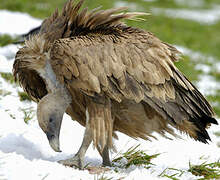 Griffon Vulture