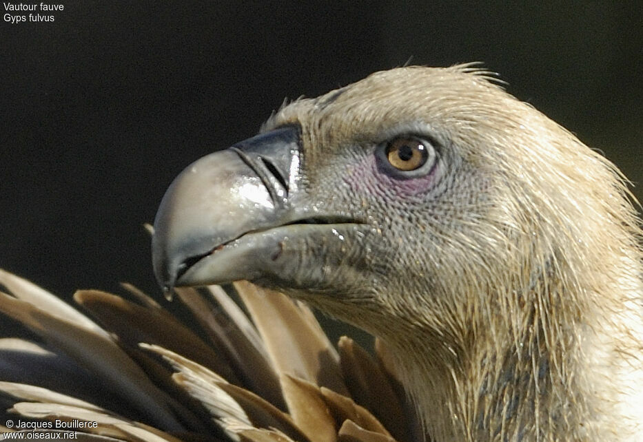 Griffon Vulture