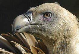 Griffon Vulture