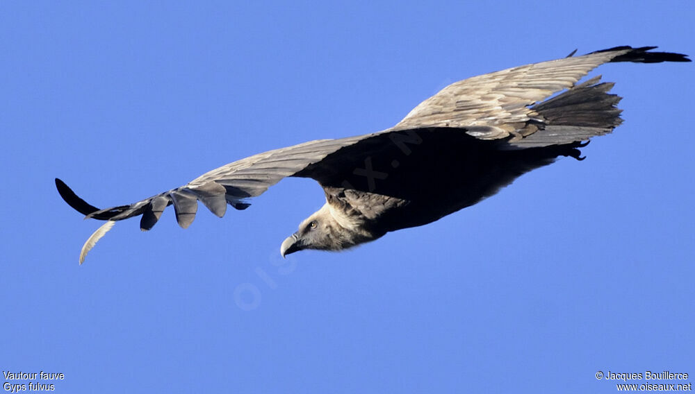 Griffon Vulture