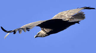 Griffon Vulture