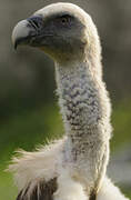 Griffon Vulture