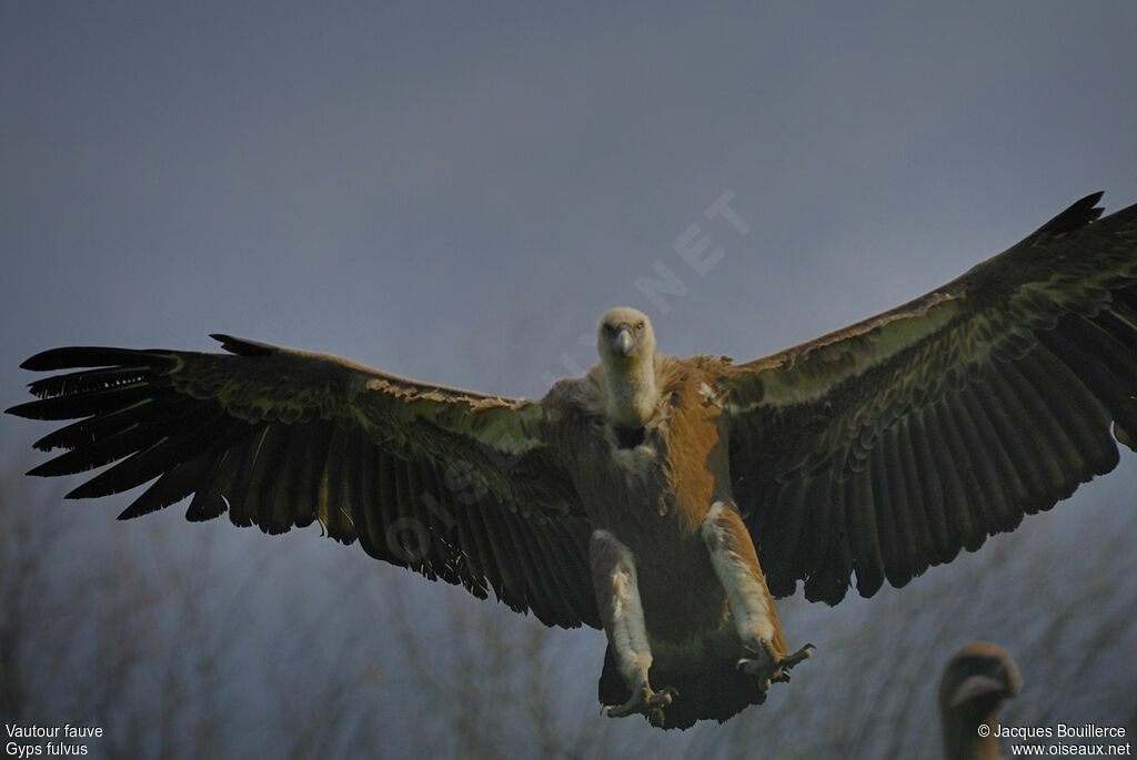 Griffon Vulture