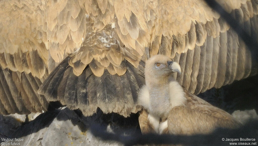 Griffon Vulture