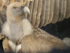 Griffon Vulture