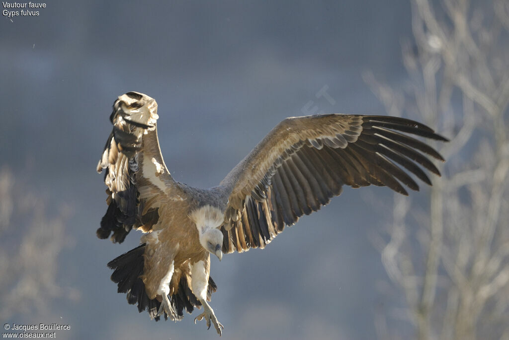 Vautour fauve