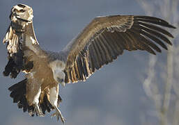 Griffon Vulture