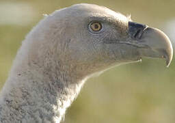 Griffon Vulture