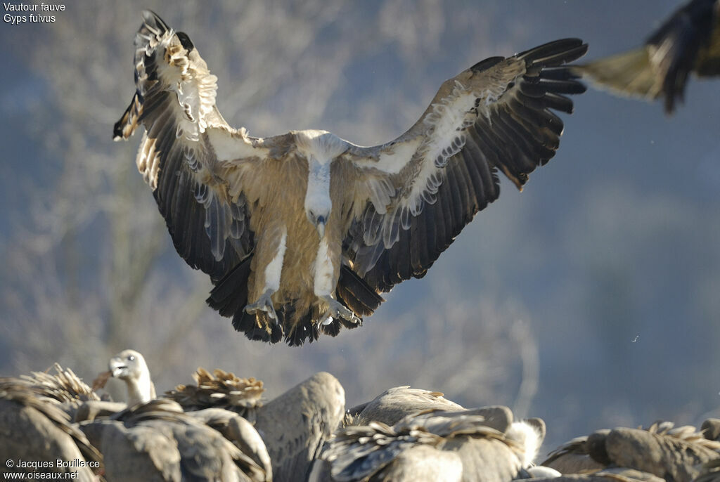 Griffon Vulture