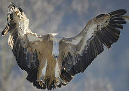 Griffon Vulture