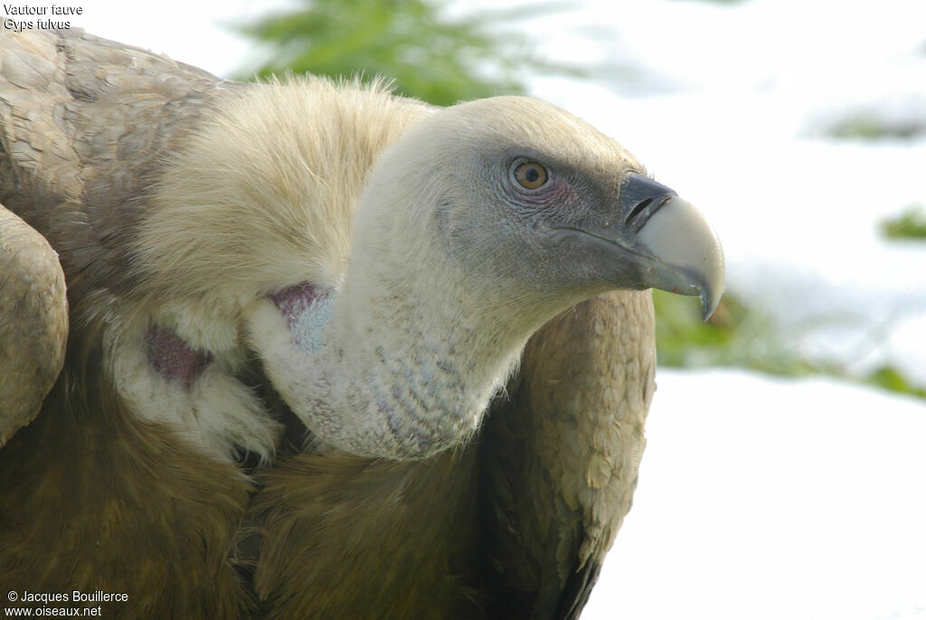 Griffon Vulture