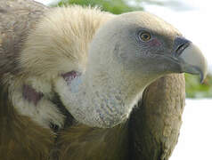 Griffon Vulture