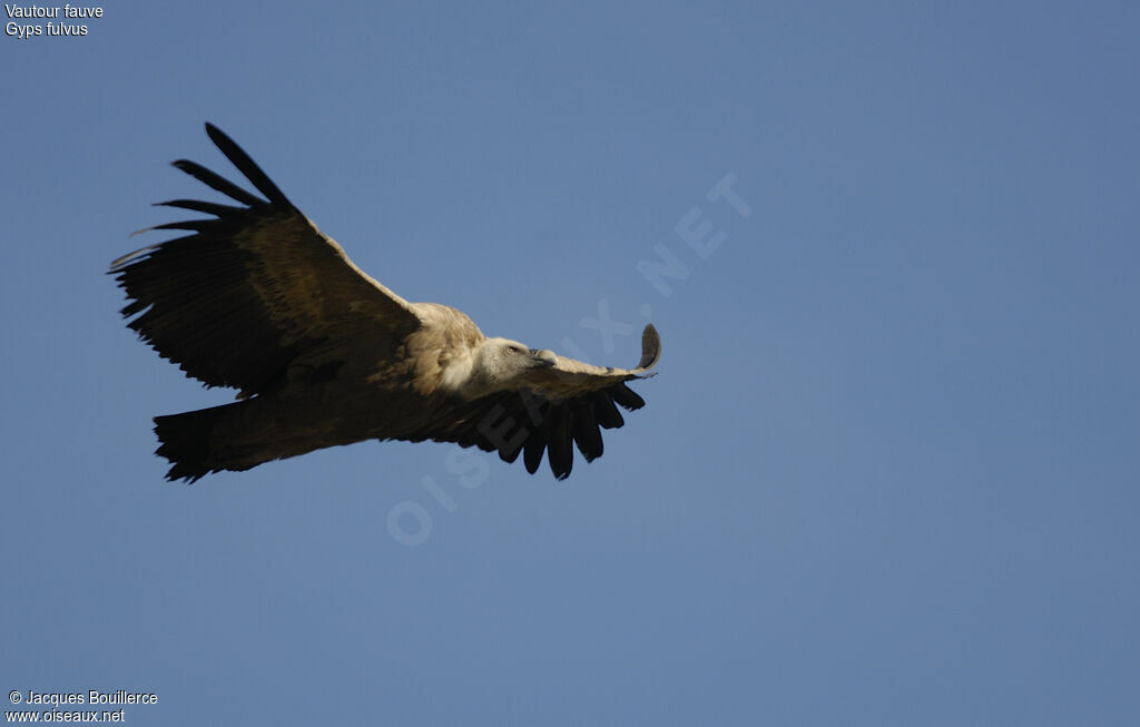 Vautour fauve