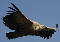 Griffon Vulture