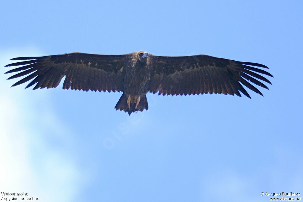 Cinereous Vulture