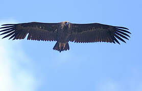 Cinereous Vulture