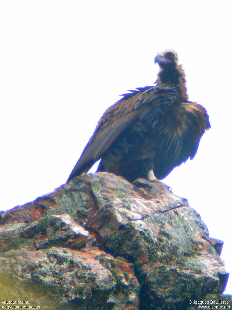 Cinereous Vulture