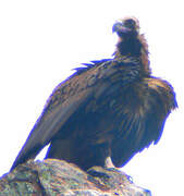 Cinereous Vulture