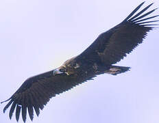 Cinereous Vulture