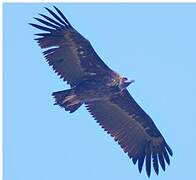 Cinereous Vulture