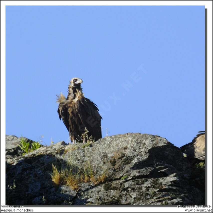 Cinereous Vulture