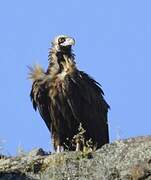 Cinereous Vulture