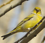 Citril Finch