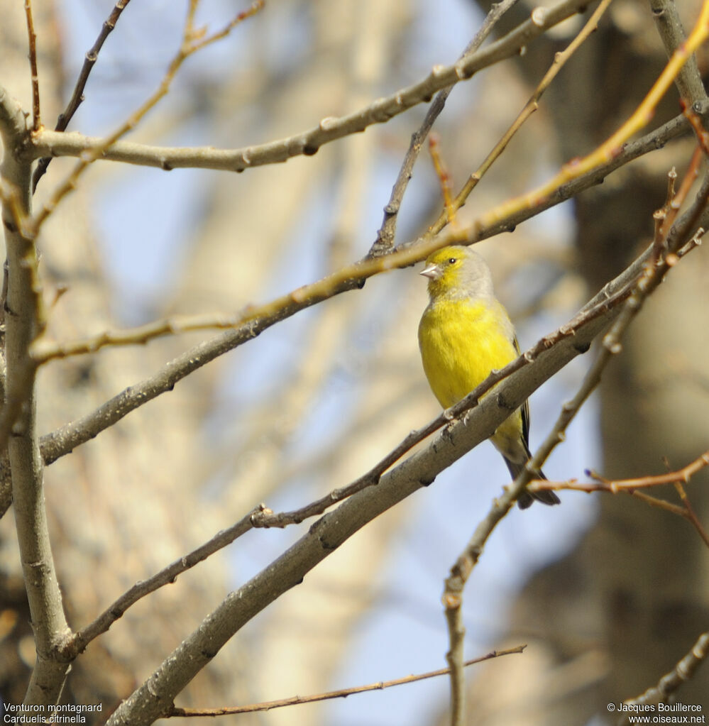 Citril Finchadult, identification