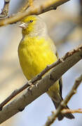 Citril Finch