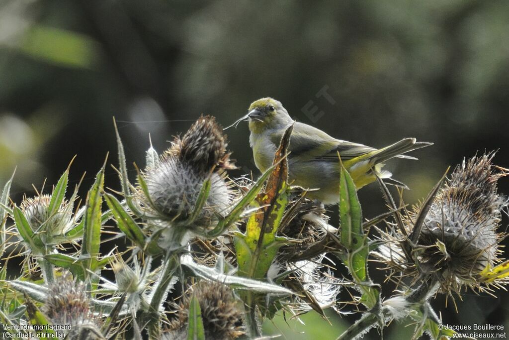 Citril Finch