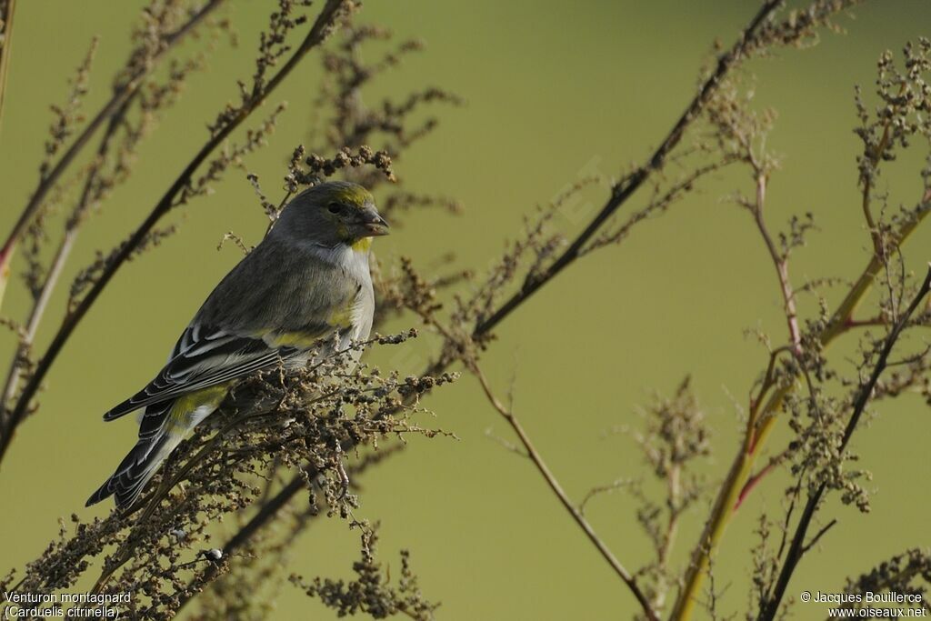 Citril Finch