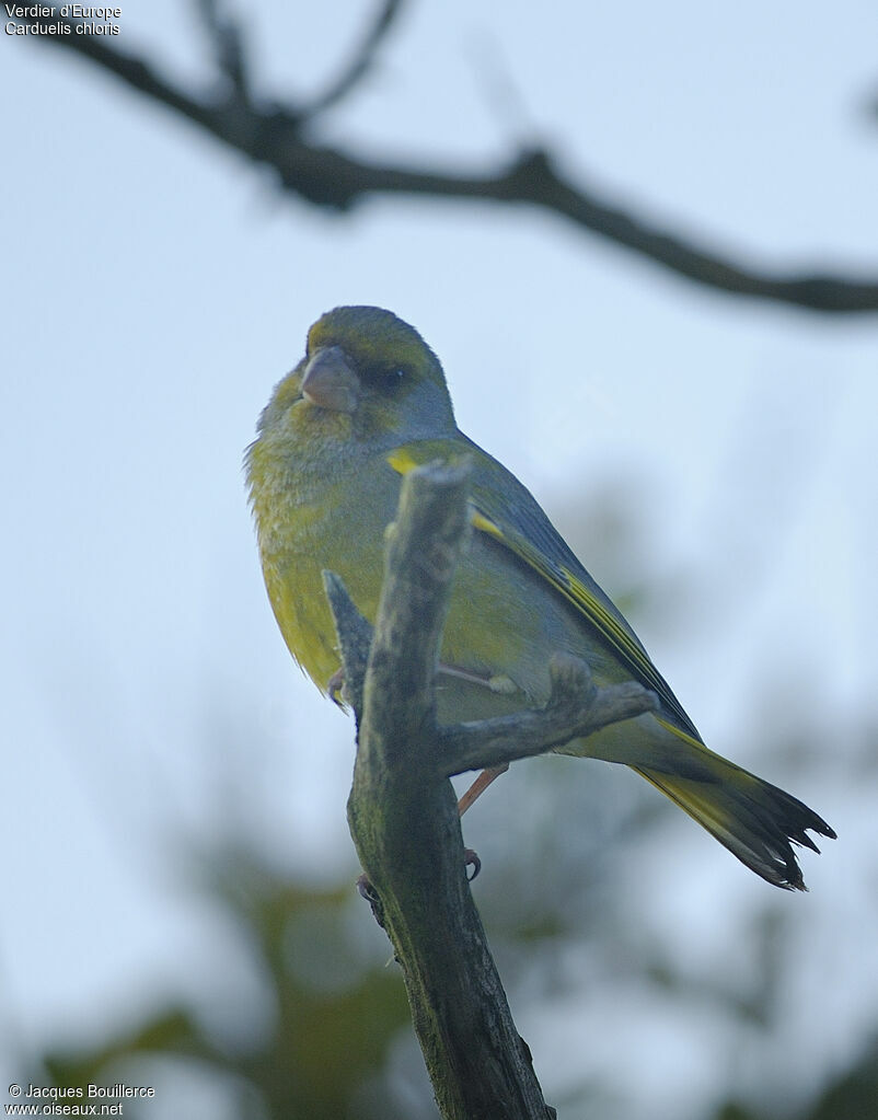 European Greenfinch