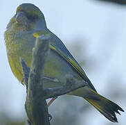 European Greenfinch