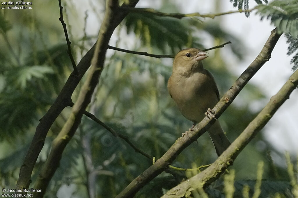 European Greenfinch