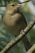 European Greenfinch