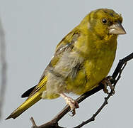 European Greenfinch