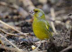 European Greenfinch