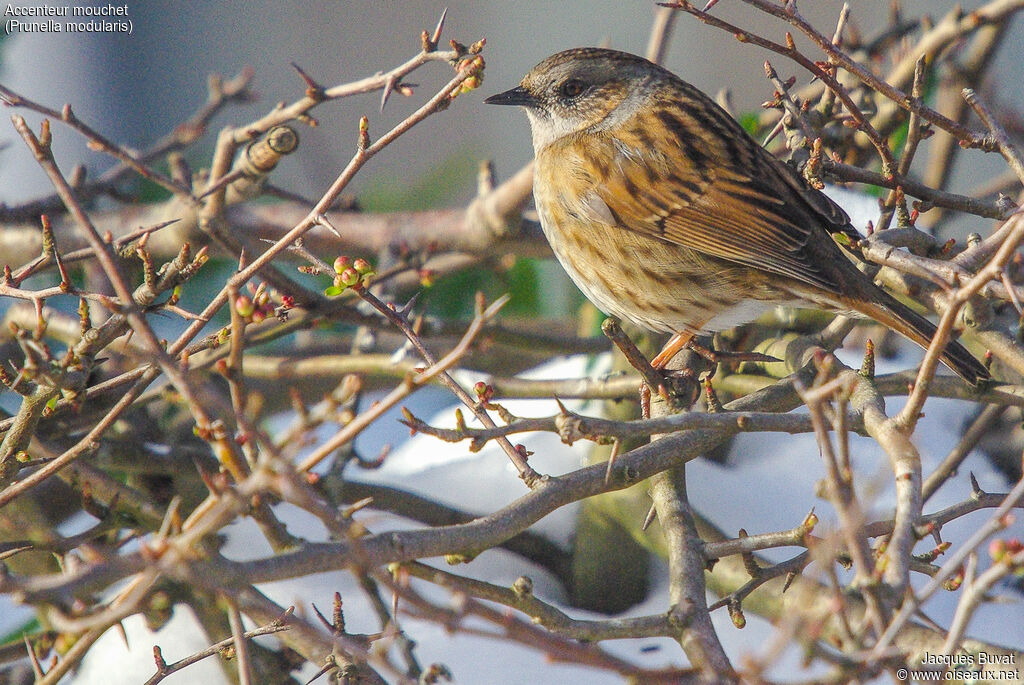 Dunnockadult, identification, habitat, aspect, pigmentation