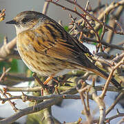 Dunnock