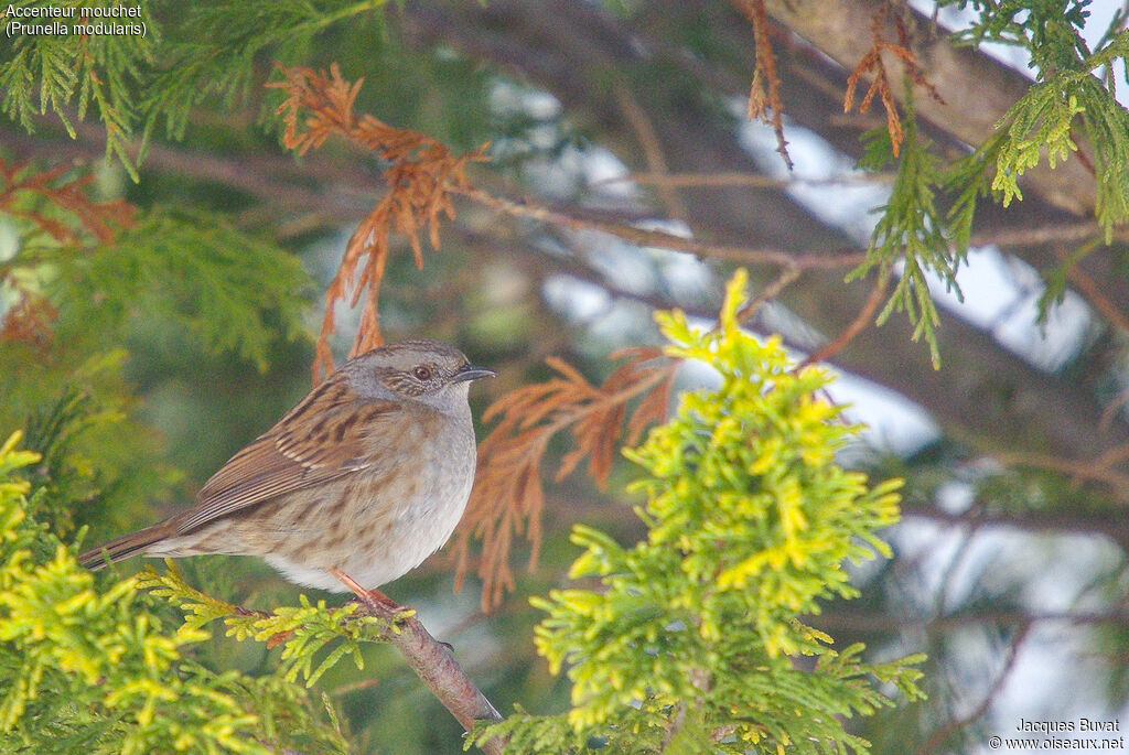 Dunnockadult, identification, habitat, aspect, pigmentation