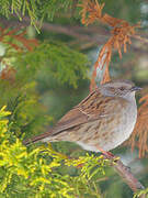 Dunnock