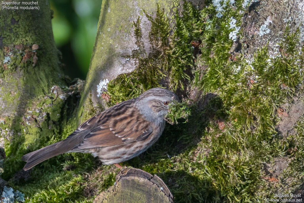 Dunnockadult breeding, aspect, pigmentation, Reproduction-nesting