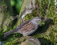 Dunnock