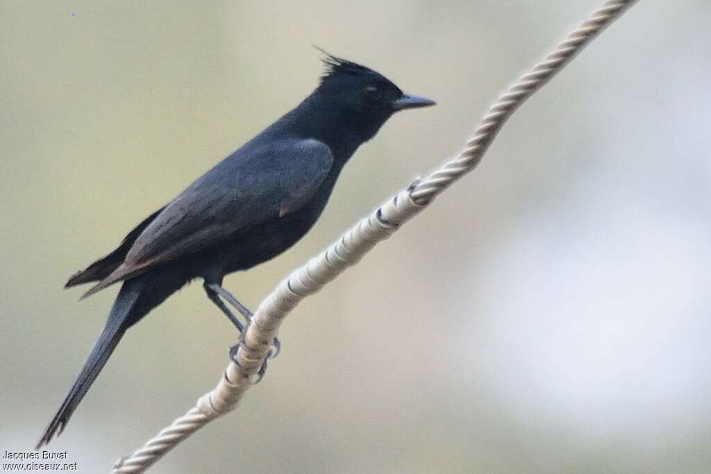 Crested Black Tyrantadult