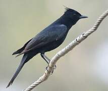 Crested Black Tyrant