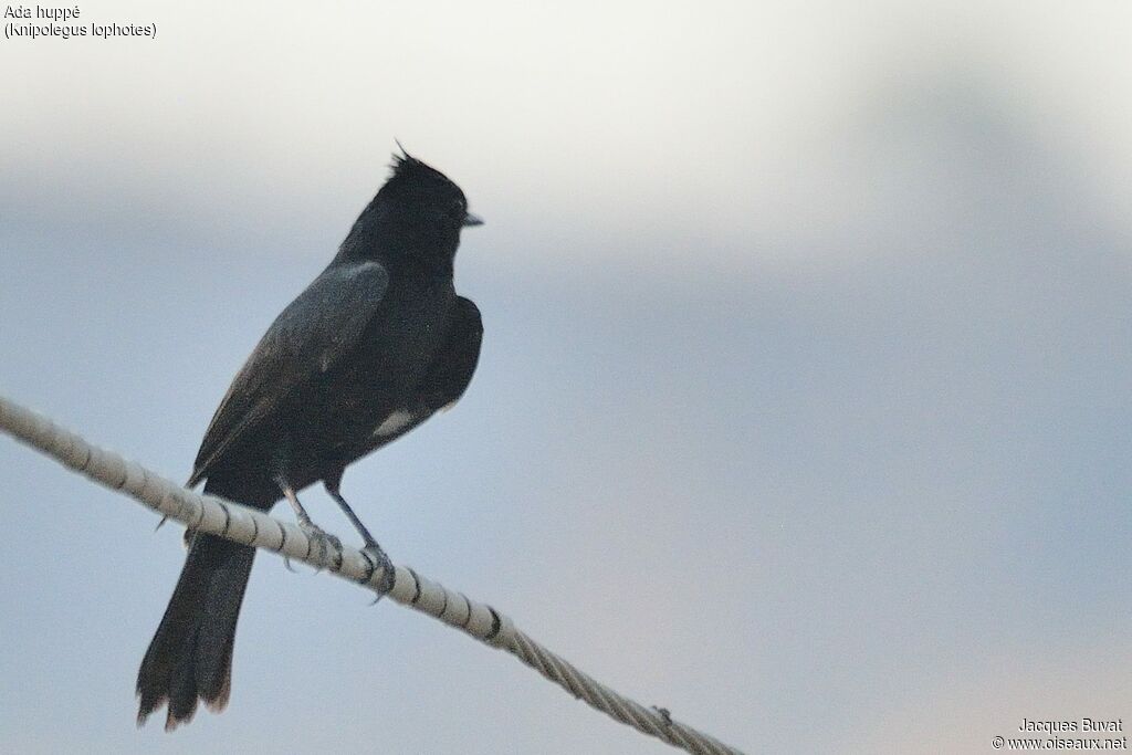 Crested Black Tyrantadult